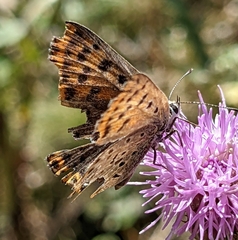 Lycaena tityrus