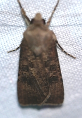 Agrotis