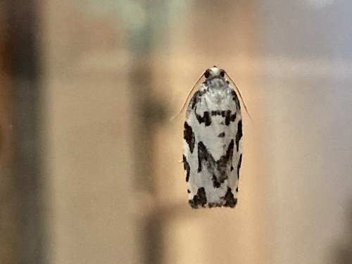 Boldly-marked Archips Moth photo 2