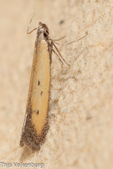 Mesophleps trinotella