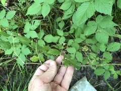 Rubus frondosus