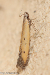 Mesophleps trinotella