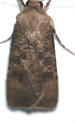 Agrotis