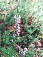 Calluna vulgaris