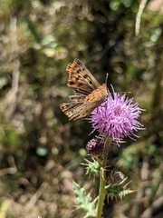 Lycaena tityrus
