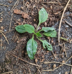 Plantago major