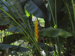 Heliconia caribaea