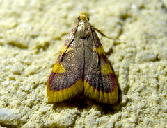 Hypsopygia costalis