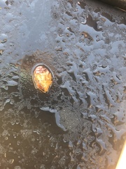 Podisus maculiventris
