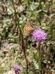 Lycaena tityrus