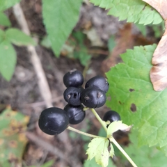 Actaea spicata
