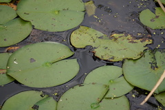 Nuphar variegata
