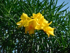 Cascabela thevetioides