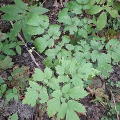 Actaea spicata
