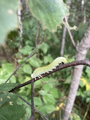 Cimbex femoratus