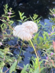 Eriophorum