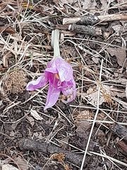 Colchicum lusitanum