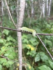 Cimbex femoratus