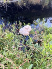 Eriophorum