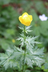 Trollius europaeus