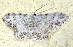 Idaea camparia