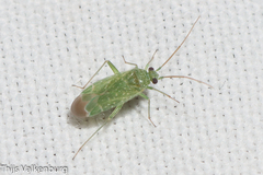 Orthotylus