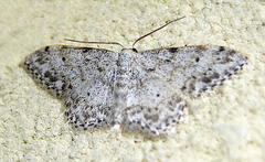 Idaea camparia