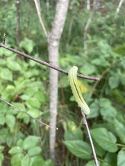 Cimbex femoratus