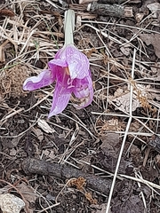 Colchicum lusitanum