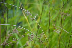 Juncus effusus