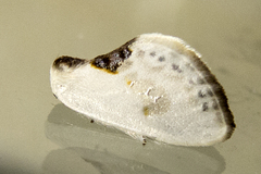 Cilix glaucata