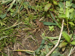 Discoglossus galganoi