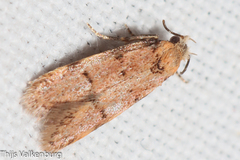 Symmoca tofosella