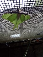 Actias luna