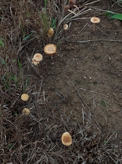 Tubaria furfuracea