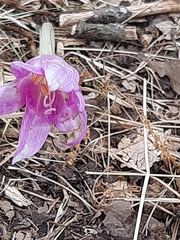 Colchicum lusitanum