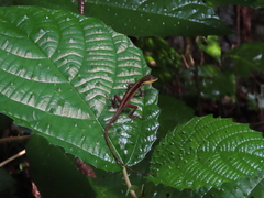 Anolis pulchellus
