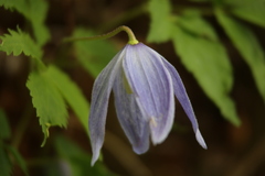 Clematis alpina