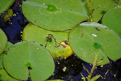 Polypedilum braseniae