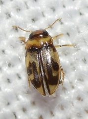 Hydroglyphus signatellus