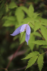 Clematis alpina