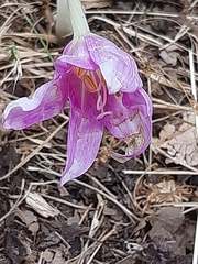 Colchicum lusitanum