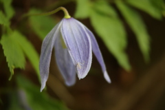 Clematis alpina