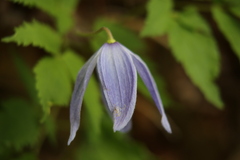 Clematis alpina
