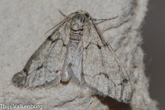 Tephronia lhommaria