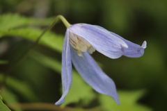 Clematis alpina