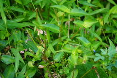 Commelina communis