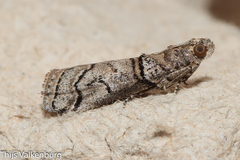 Acrobasis romanella