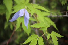 Clematis alpina