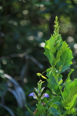 Acanthus ebracteatus